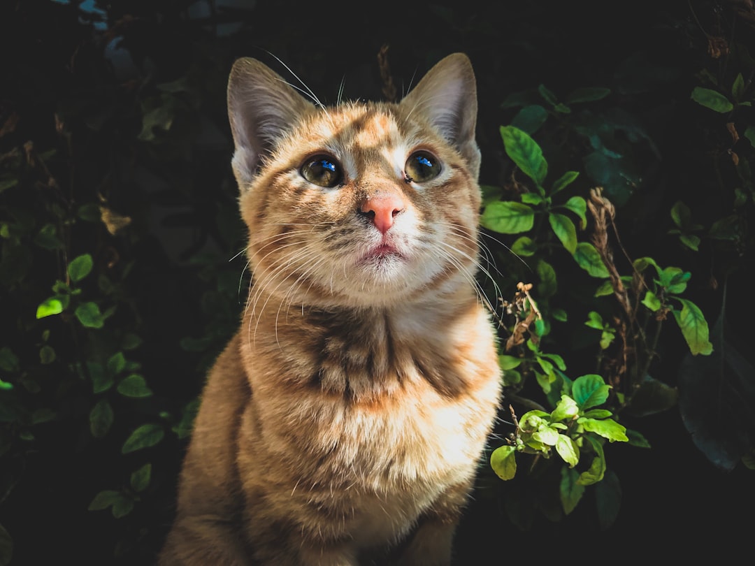 Mengenal Lebih Dekat: Bobby Kertanegara dan Kecintaannya pada Kucing