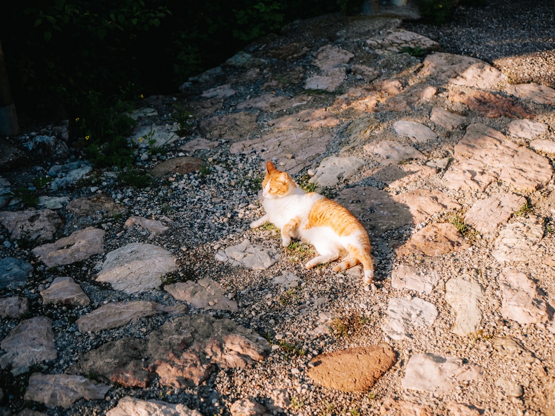 Misteri di Balik Pesona Kucing Bobby Kertanegara
